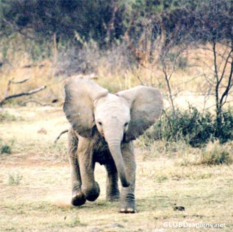 Postcard Baby Elephant Charge, Pilanesberg