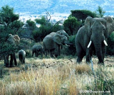 Postcard Elephant Herd - Pilanesberg