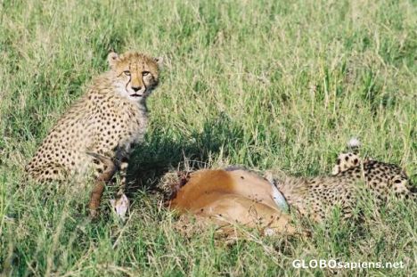 Postcard Cheetah with cubs and a kill - Amakhala