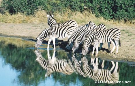 Postcard Zebra Drinking, Madikwe