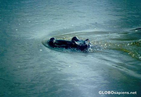 Postcard Cruising Hippopotamus