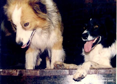 Postcard Farmhouse Dogs