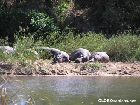 Hippos in Kruger Park May 2006