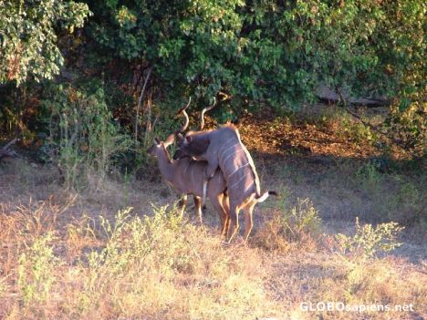 Postcard Kudu on Safari with Dumelabotswana