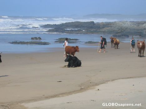 Postcard Cows on the beach