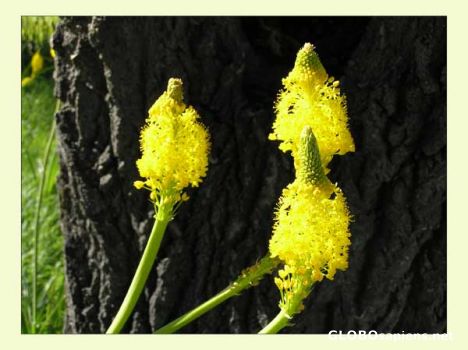Postcard Dramatic yellow flowers in a deciduous forest