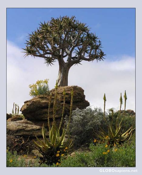 Postcard Kokerboom or Quiver Tree