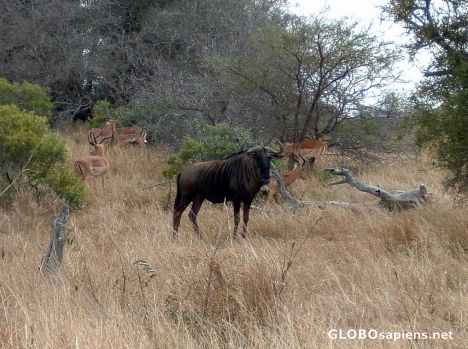 Postcard Wildebeest & Impalas