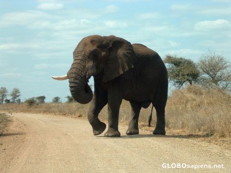 Postcard Elephant Crossing