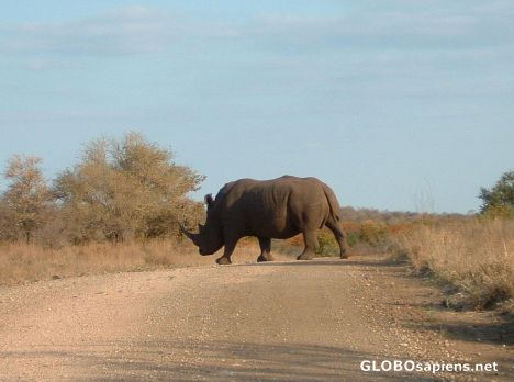 Postcard Rhino Crossing