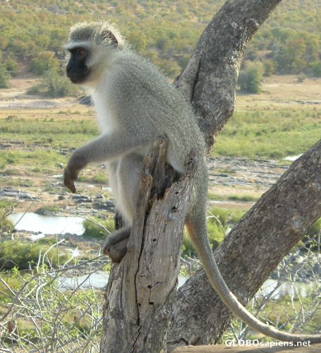 Postcard Vervet Monkey