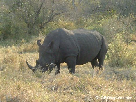 Postcard Rhino Grazing