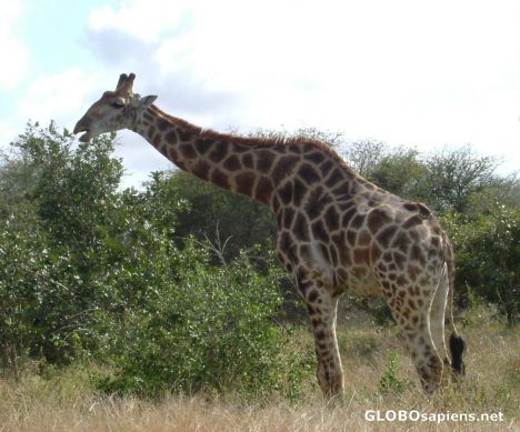 Postcard Giraffe Grazing