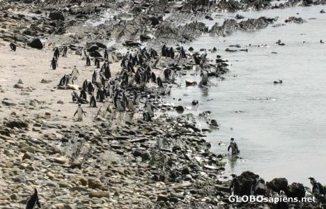 Postcard African penguins