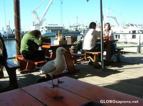 Postcard Hungry seagull