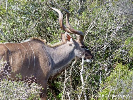 Postcard Another Kudu