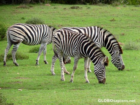 Postcard Grazing zebras