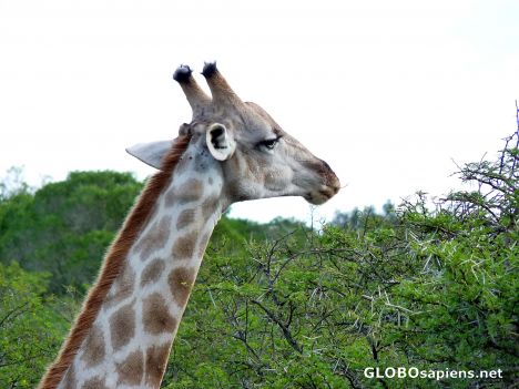 Postcard Giraffe close-up