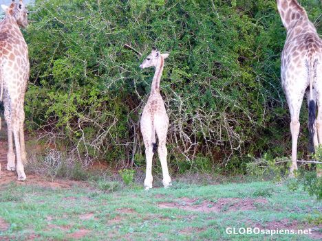 Postcard Baby giraffe
