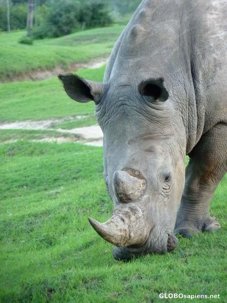 Postcard Grazing Rhino