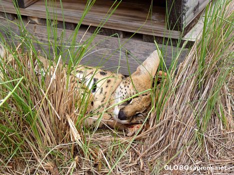 Postcard Sleepy serval