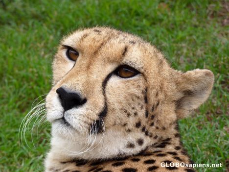 Postcard Cheetah close-up