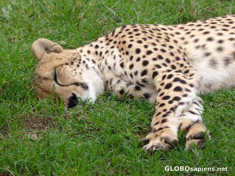 Postcard Resting cheetah