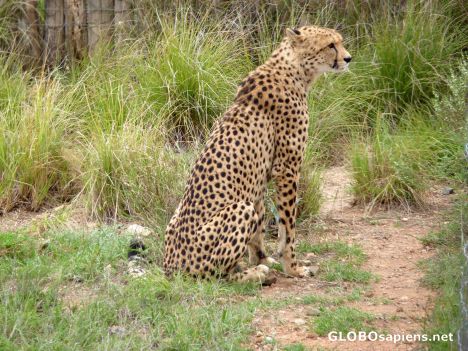 Postcard Beautiful cheetah