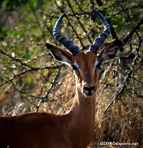 Postcard Antelope