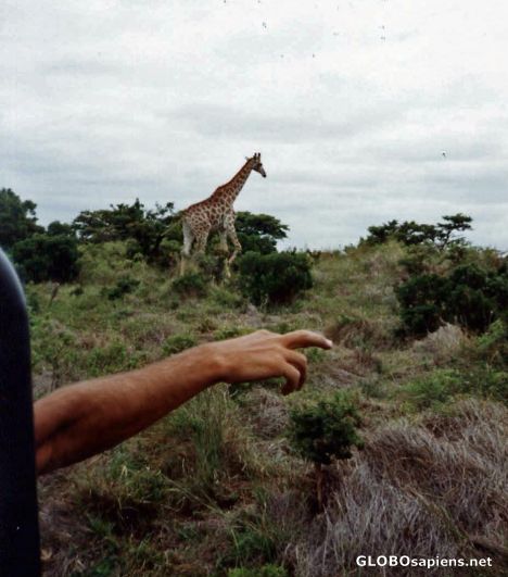 Postcard Giraffe....for sure!
