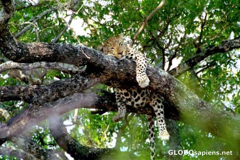 Postcard Kruger Leopard