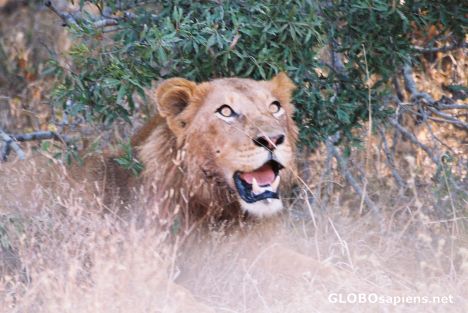 Postcard Lion in the Kruger