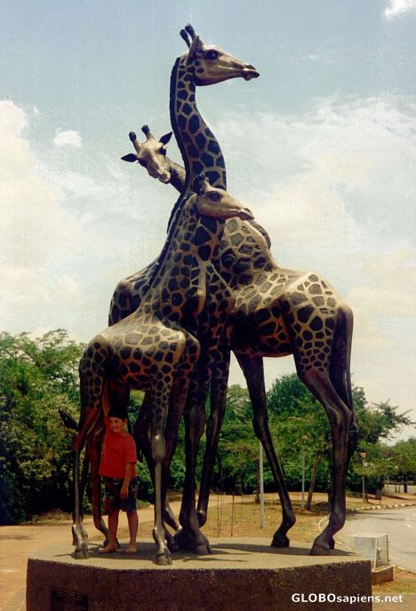 Postcard Giraffe Sculpture