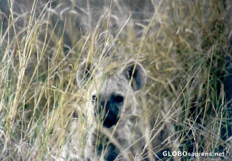 Postcard Hyaena Cub in Grass
