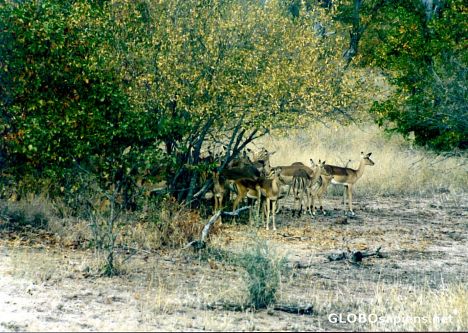 Postcard Impalas in Shade