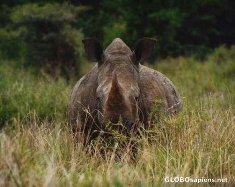 Postcard Rhino in Umfolozi