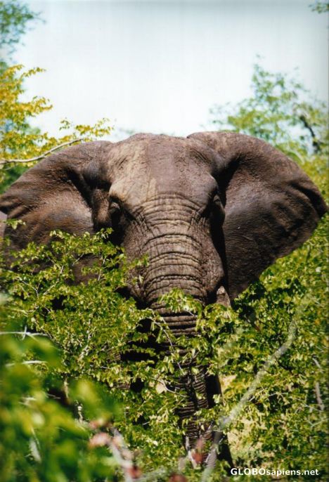 Postcard Elephant peeks...