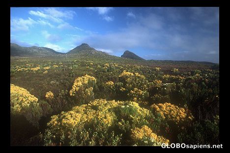 Postcard Flora of the Cape Peninsula