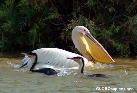 Postcard Djoudj - Pelican and two cormorants