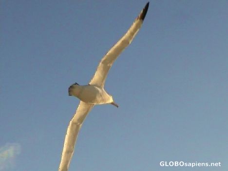Postcard Tristan albatross