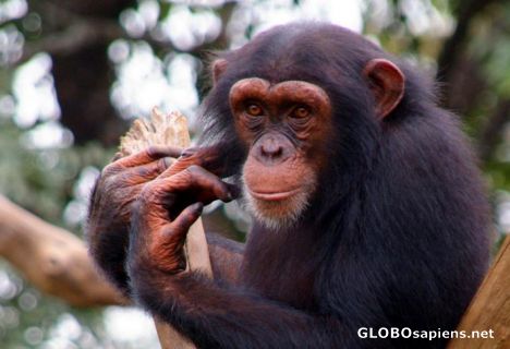 Postcard Chimp from Sierra Leone