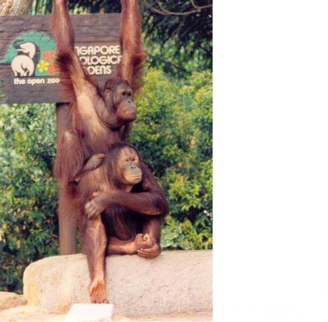 Postcard Orangutans from the Singapore Zoo