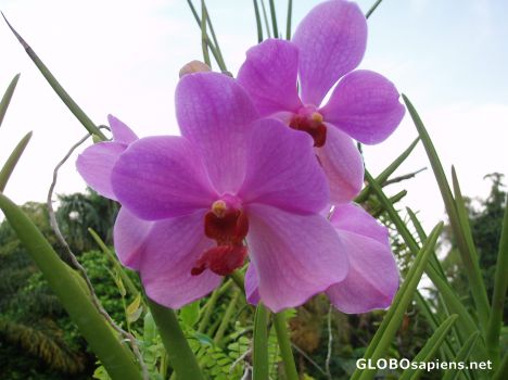 Postcard orchid