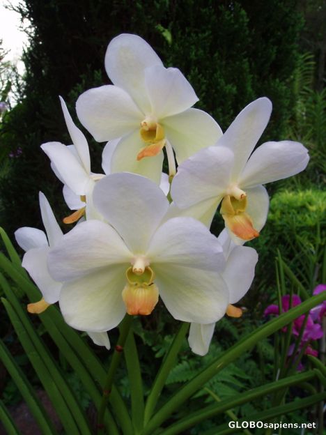 Postcard Orchids