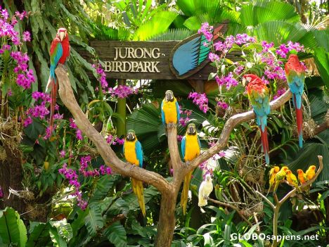 Postcard Jurong Bird Park 1