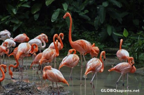 Postcard Flamingoes