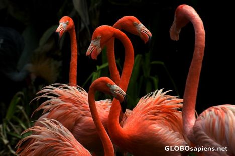Simply flaming flamingoes