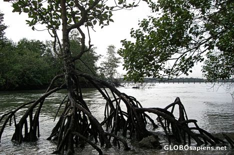 Postcard Mangrove Near Mamam Beach