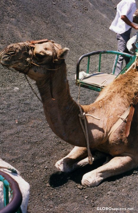 Postcard Camel