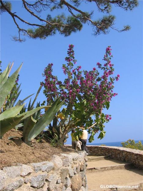 Postcard Mediterranean Flowers and Plants